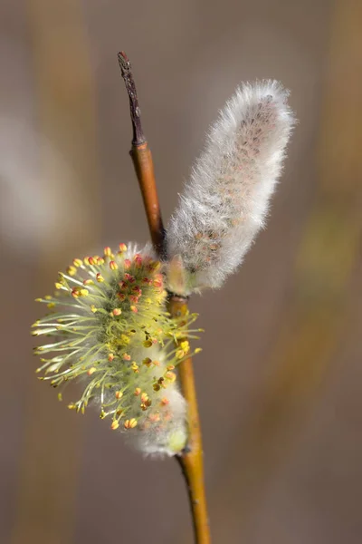 Gros Rameau Saule Avec Des Bourgeons Duveteux Printemps — Photo