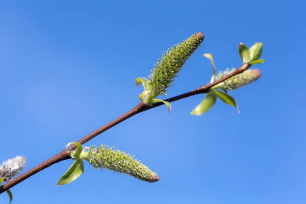 Gros Plan Branche Saule Avec Des Bourgeons Verts Printemps — Photo