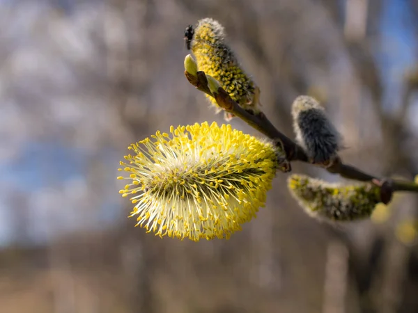 春に黄色い蕾の柳の枝を閉じて — ストック写真