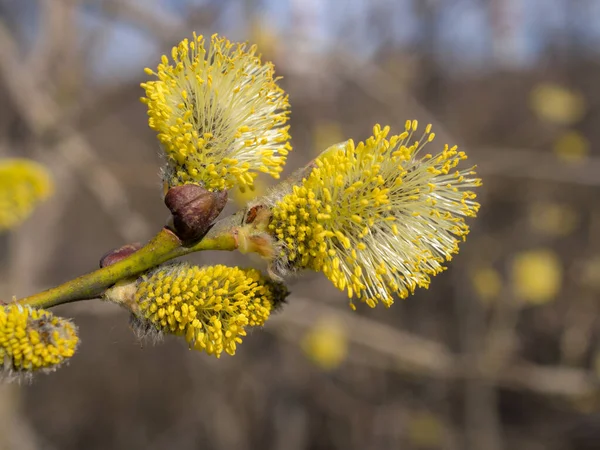 Closeup Willow Branch Yellow Buds Spring — Stock Photo, Image