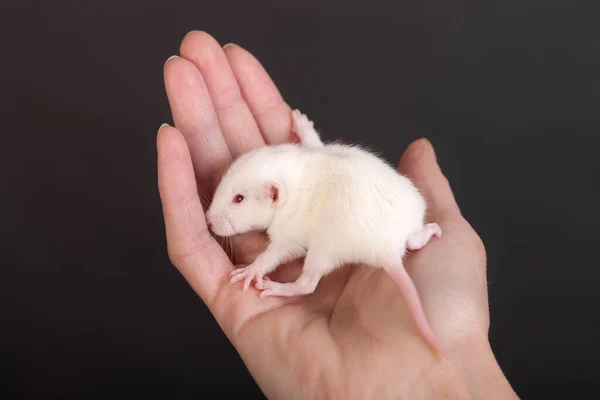 Petit Bébé Rat Dans Paume Gros Plan Humain — Photo