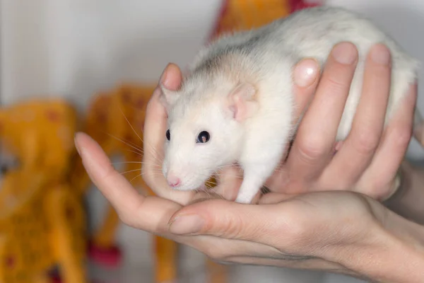 Rato Doméstico Branco Mão Perto — Fotografia de Stock