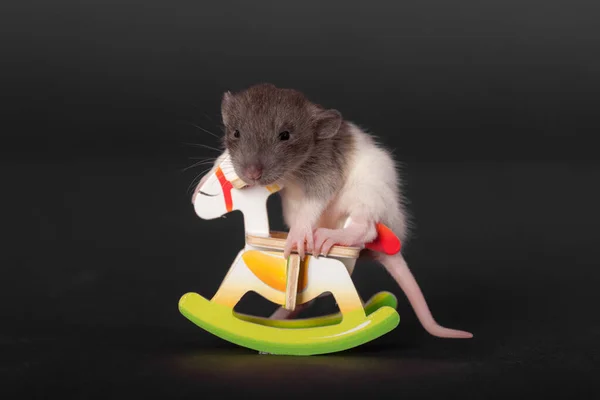 Mały Szczur Siedzi Koniu Zabawki — Zdjęcie stockowe