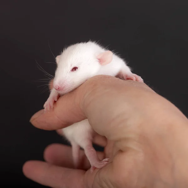 小さな赤ちゃんネズミが人間のクローズアップの手のひらに — ストック写真