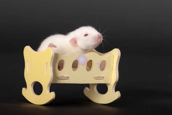 Baby Rat Sits Toy Bed — Stock Photo, Image