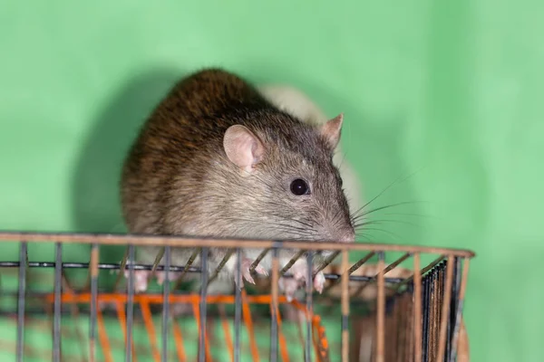 Closeup Portrait Brown Domestic Rat Cage — Stock Photo, Image