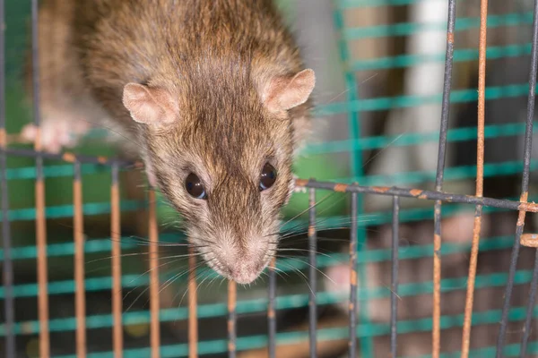 Closeup Portrait Brown Domestic Rat Cage — Stock Photo, Image