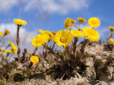 coltsfoot flowers in spring against the sky closeup clipart
