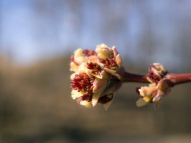 İlkbaharda tomurcukları olan akçaağaç dalını kapatın.