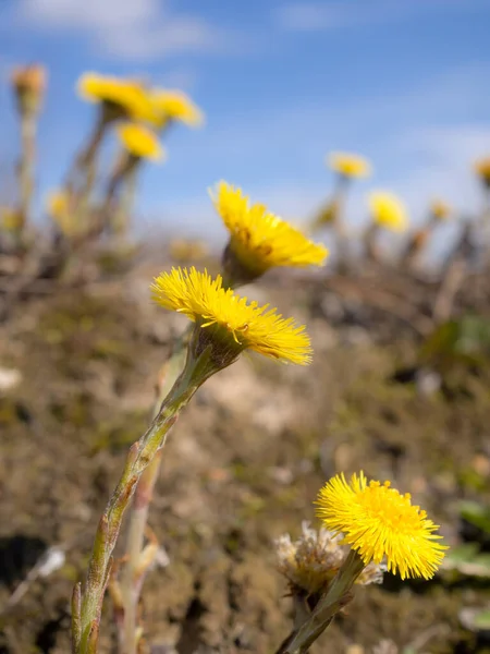 Veulenvoet Bloemen Het Voorjaar Tegen Hemel — Stockfoto