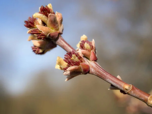 Closeup Maple Branch Buds Spring — Stock Photo, Image
