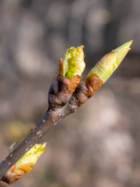 Trädknoppar Stänger Vårdagen — Stockfoto