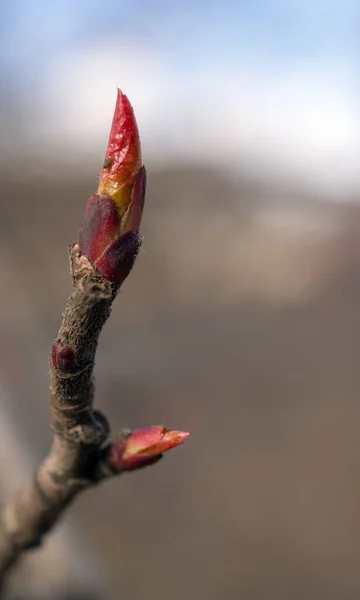 Botões Árvore Fechar Dia Primavera — Fotografia de Stock