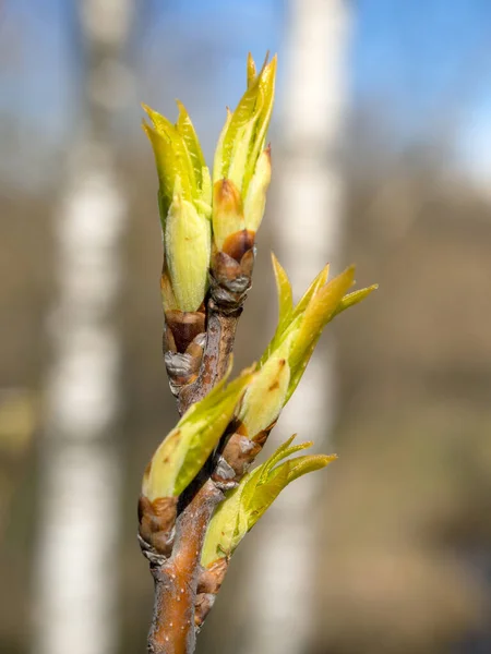 Brotes Árboles Con Hojas Jóvenes Cerca —  Fotos de Stock