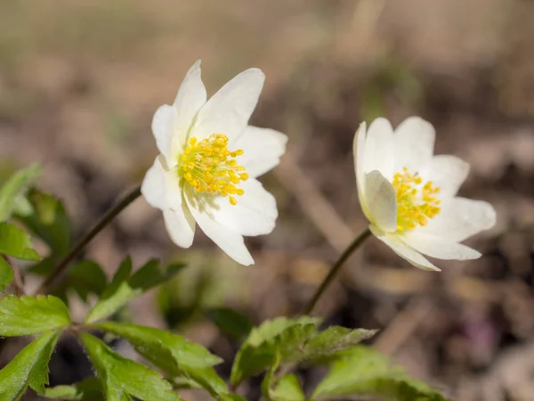 Anemone Bianco Primavera Vicino — Foto Stock