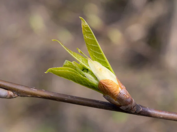 Träd Knopp Med Unga Blad Närbild — Stockfoto