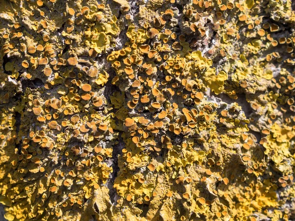 Yellow Lichen Tree Bark Close — Stock Photo, Image