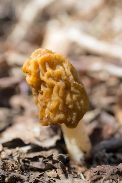 Morel Chão Primavera Closeup — Fotografia de Stock