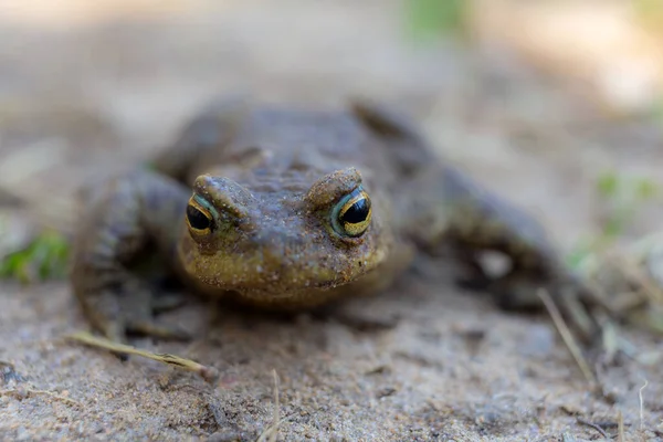두꺼비의 모습을 클로즈업 — 스톡 사진