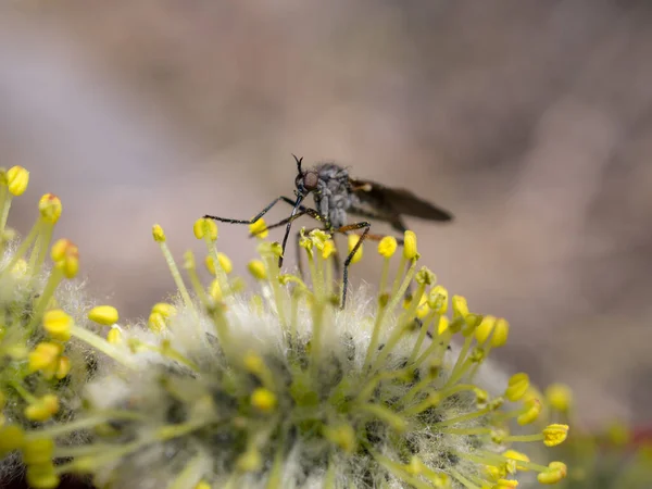 昆虫は春休みにヤナギの芽を受粉させ — ストック写真