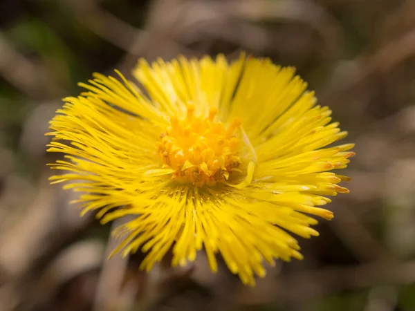 Yellow Coltsfoot Flower Spring Day Close — Stock Photo, Image