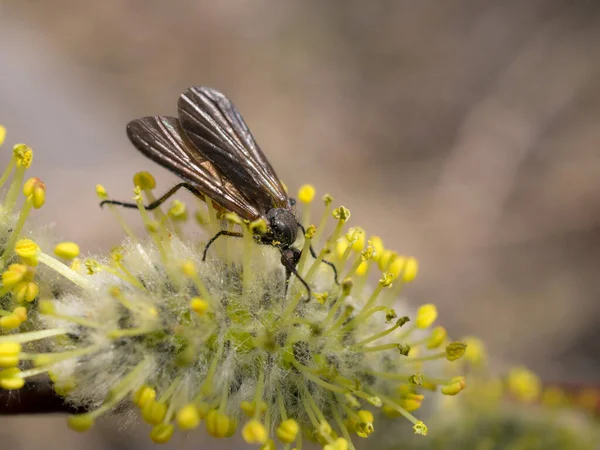 昆虫在春天的特写中给柳树授粉 — 图库照片