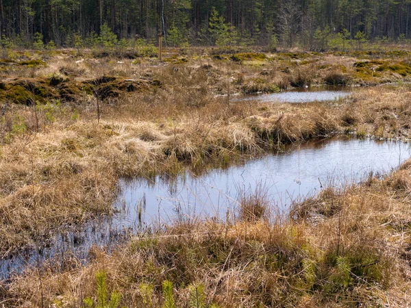 Landscape Swamp Spring Forest — Stock Photo, Image