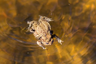 Güneşli bir günde suda iki kurbağa.