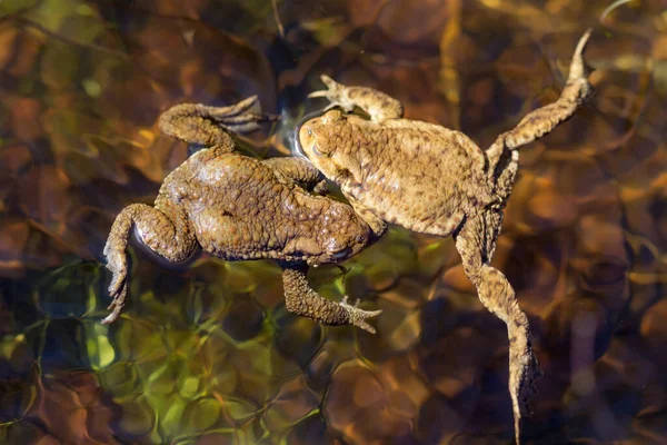 Two Toads Water Sunny Day — Stock Photo, Image