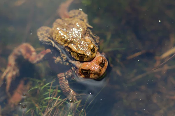 두꺼비 — 스톡 사진