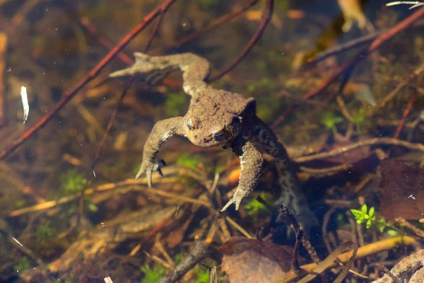 Portrait Toad Water Sunny Day — Stock Photo, Image