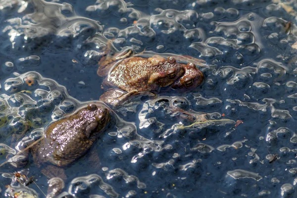 晴れた日に水の中に3つのヒキガエル — ストック写真