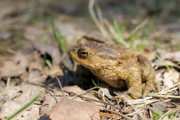 Portrait Crapaud Sur Gros Plan Ensoleillé — Photo