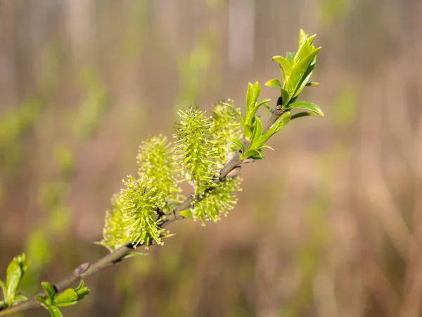 Lkbaharda Yeşil Tomurcuklarla Açan Söğüt Dalı — Stok fotoğraf