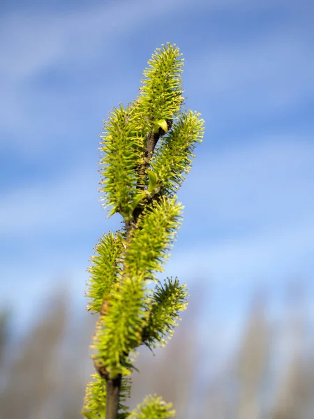 Ramo Salgueiro Florescendo Com Botões Verdes Primavera — Fotografia de Stock