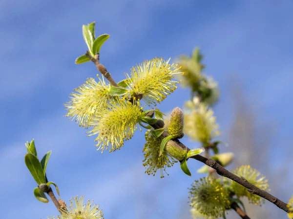 Branche Saule Fleurs Avec Bourgeons Printemps Gros Plan — Photo