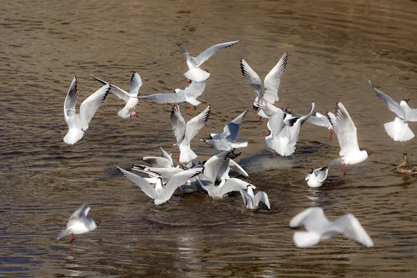 Flock Måsar Floden Solig Dag — Stockfoto