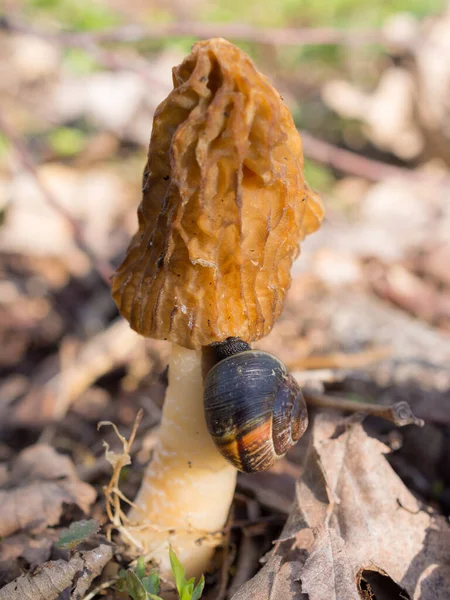 Schnecke Auf Morcheln Wald Aus Nächster Nähe — Stockfoto