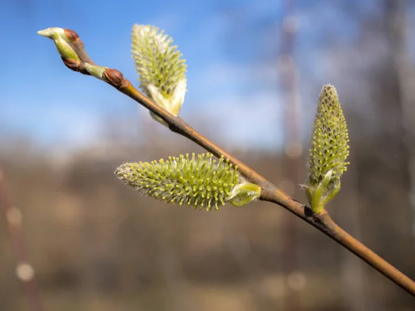 春に緑の蕾が閉まる柳の枝 — ストック写真