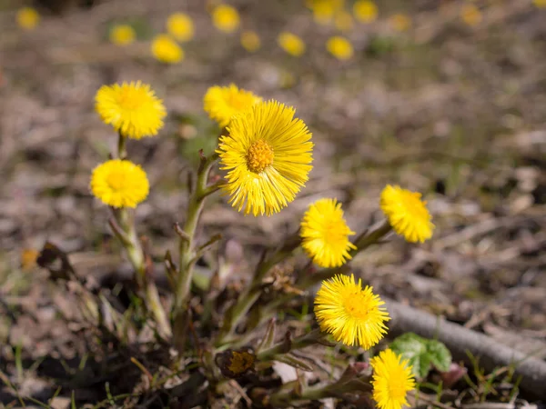 Güneşli Bir Günde Ilk Sarı Bahar Çiçekleri — Stok fotoğraf