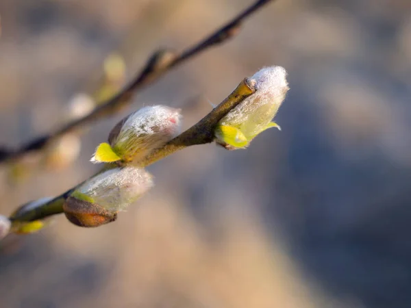 Branche Saule Avec Bourgeons Gros Plan Printemps — Photo