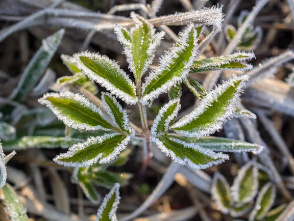 Green Leaves Hoarfrost Freezing Closeup — Stock Photo, Image