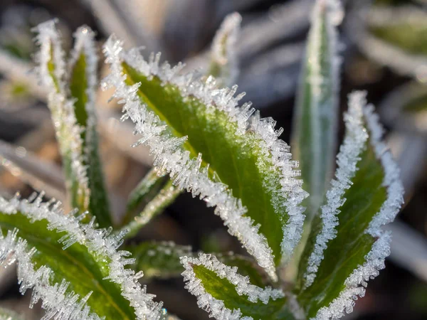 Hojas Verdes Las Heladas Después Congelar Primer Plano — Foto de Stock