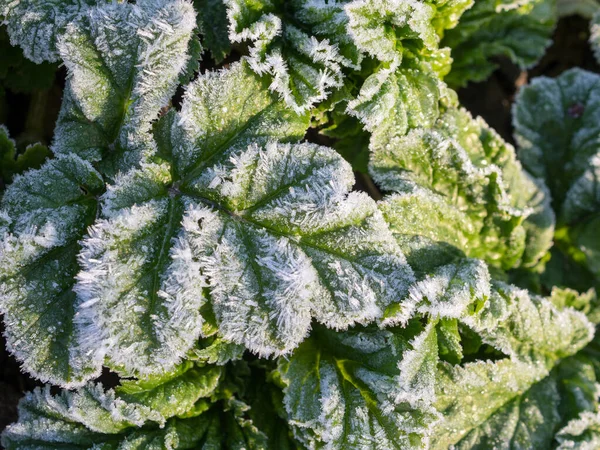Green Leaves Hoarfrost Freezing Closeup — Stock Photo, Image