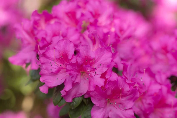 Azalea Viola Nel Giardino Primaverile Vicino — Foto Stock