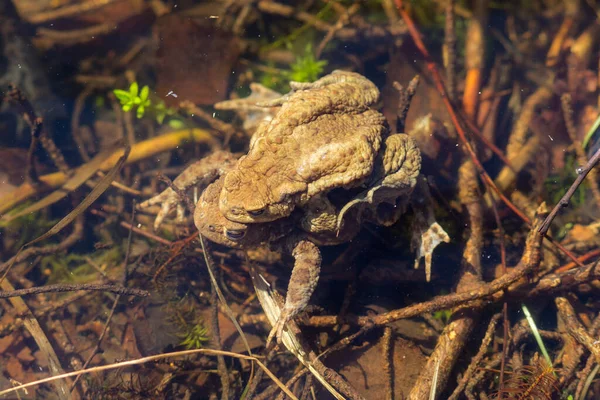 Dvě Ropuchy Vodě Slunečného Dne — Stock fotografie