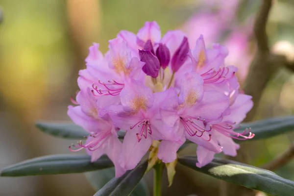Rózsaszín Azálea Tavaszi Kertben Közelről — Stock Fotó
