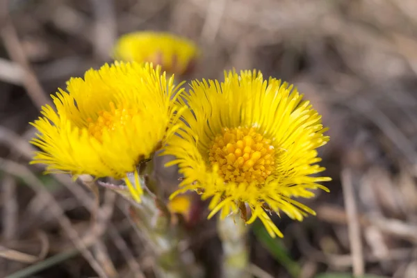 Bahar Günü Sarı Yaka Çiçekleri Kapanıyor — Stok fotoğraf