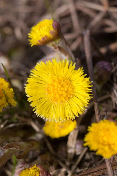 Fiori Coltsfoot Gialli Giorno Primavera Vicino — Foto Stock