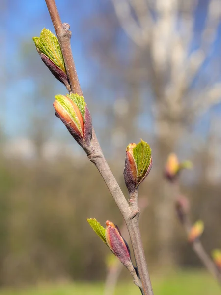 Spring Tree Branch Buds Close — Stock Photo, Image